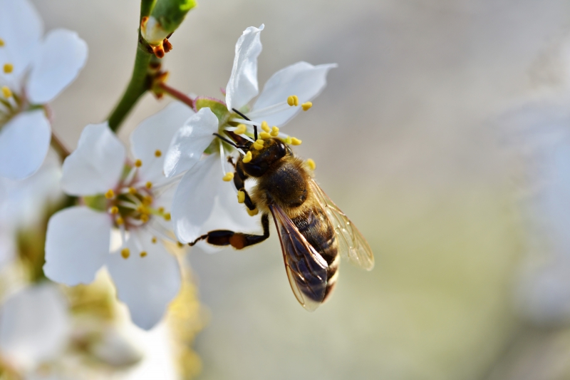 jardinerie-VILLARS SUR VAR-min_bee-4092986